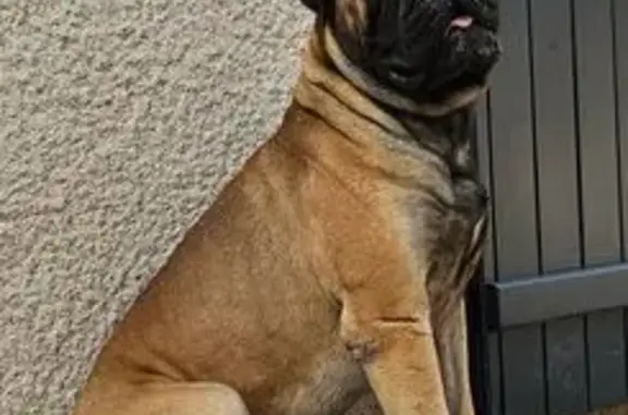 Animaux trouvés , photo: Chien fauve errant trouvé à Saint-Hilaire
