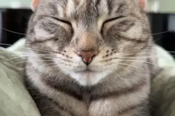 Chat perdu, , photo: Chatte tigrée perdue à Pas-en-Artois