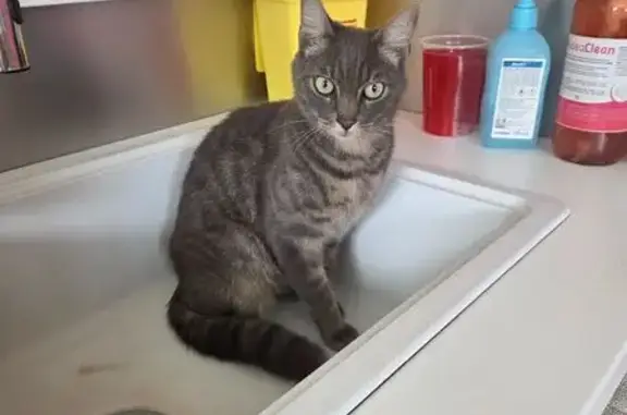 Chat Tigré Gris Perdu à Chauché - photo