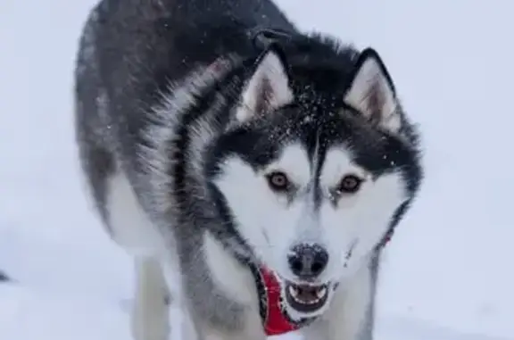 Lost Dog: Black & White, Hazel...