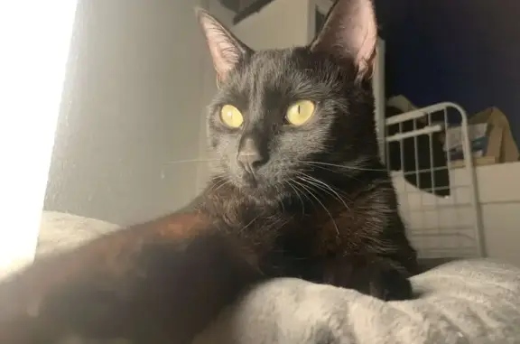 Animaux perdus Melle, photo: Chat noir perdu, calvitie, Melle