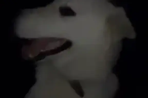Animaux trouvés , photo: Jeune Berger Blanc Suisse trouvé à Frasne
