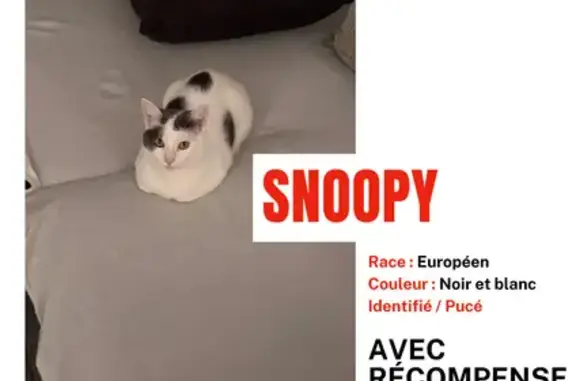 Chat perdu, 2 ans, rue Berthelot, Bethoncourt - photo