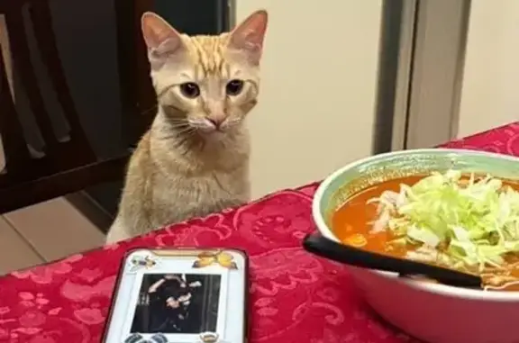 Gato perdido: Haku, naranja, c...