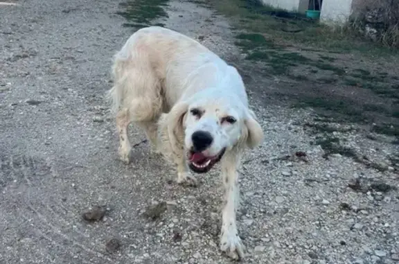 Animaux perdus , photo: Chien perdu aux Églisottes-et-Chalaures