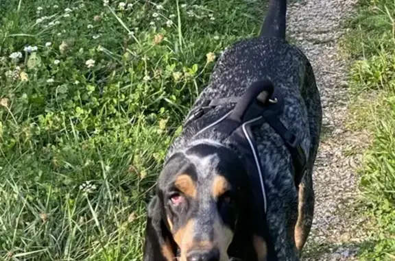 Chien perdu : Dandy, Grand bleu de Gascogne - photo