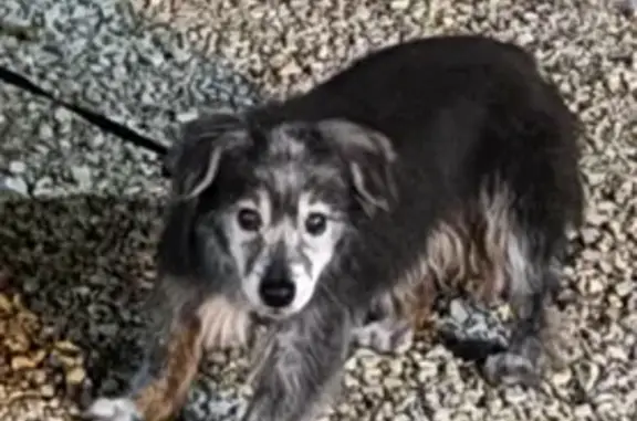 Lost: Elderly Black Dog Near Wamplers Lake