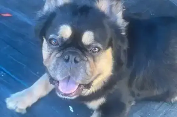 Lost Frenchie: Help Find Sky in Vista!