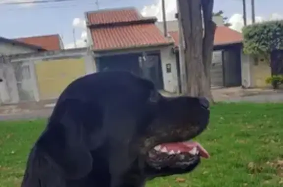 cachorro desaparecida