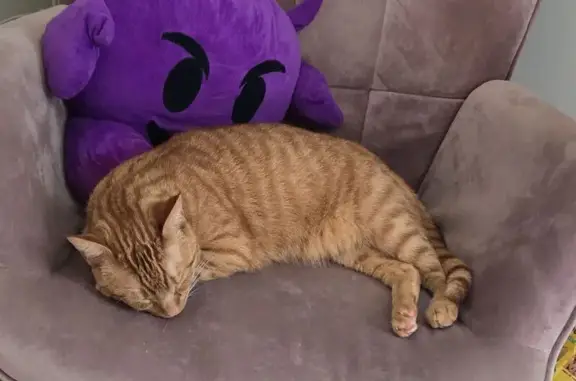 Lost Orange Tabby with Unique Nose Dots