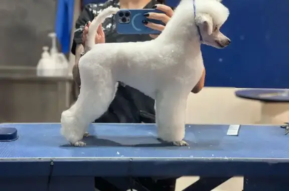 Lost White Toy Poodle on Kenmare Rd