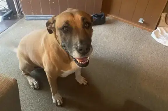 Lost Dog: Friendly, Light Brown, Lake Macquarie