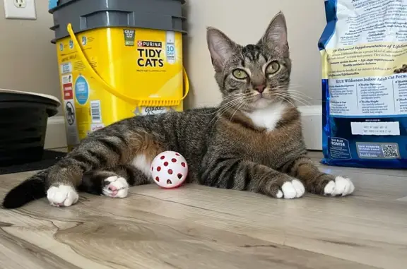 Lost Skittish Cat: White Whiskers & Paws