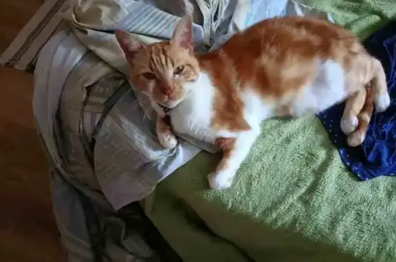 Animaux perdus Toulouse, photo: Chat perdu : Roux et blanc, Toulouse