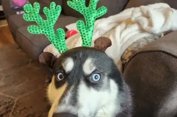 Lost Dog: Black & White, Red Collar