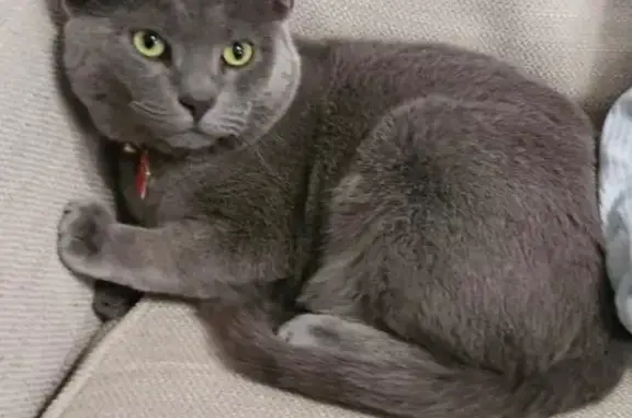 Lost Russian Blue Cat on Soaring Eagle Way