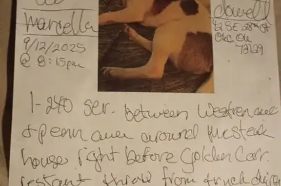 Lost Chihuahua: White/Brown, O...