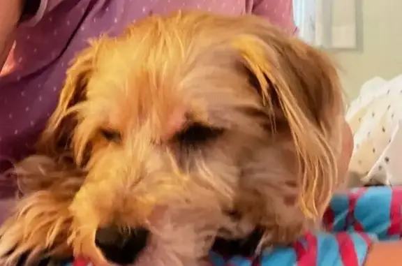 Found pets Florida City, photo: Found Blind Goldendoodle in Boynton Beach