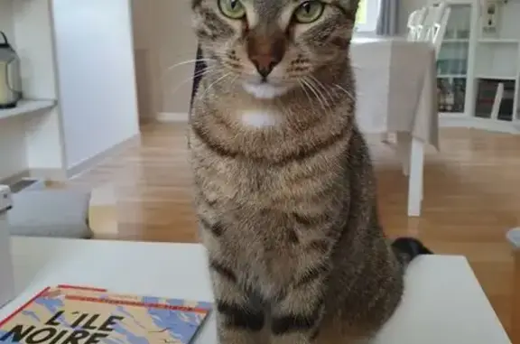 Animaux perdus Soissons, photo: Chat tigré perdu à Soissons