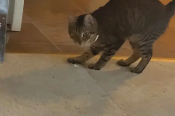 Lost Playful Cat on Tinker Hill Rd, PA