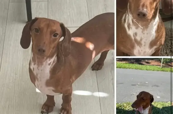 Lost Dog: Tan with White Spots...