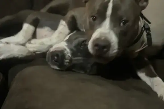 Lost Grey & White Pitbull in H...