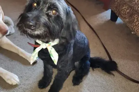 Lost Black Dog: Sweet & Friend...
