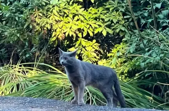 Missing cat Lake Forest Park, photo: Friendly Teen Cat Lost on NE 185th St