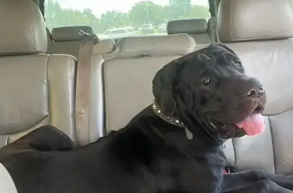 Help Find Our Lost Black Dog in Searcy!