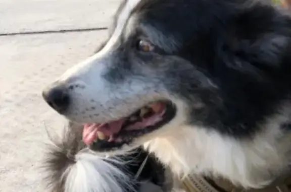 Missing dog Tamarac, photo: Lost Emotional Support Dog in Tamarac