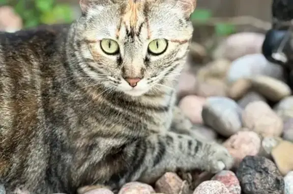Lost Cat: Tiny with Orange Forehead Spot