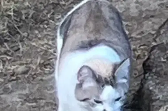 Lost Cat: White & Grey, Beaverton Area