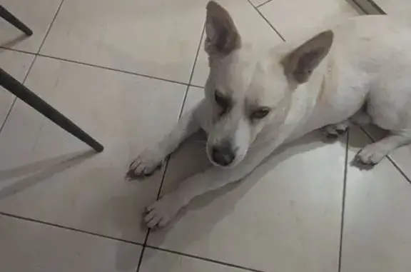 Chien mâle trouvé allée des Topazes - photo