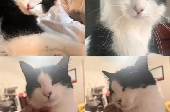 Lost Tuxedo Cat Percy on Tanglewood Ln