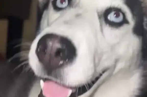 Perro Perdido: Blanca y Gris con Ojos Azules