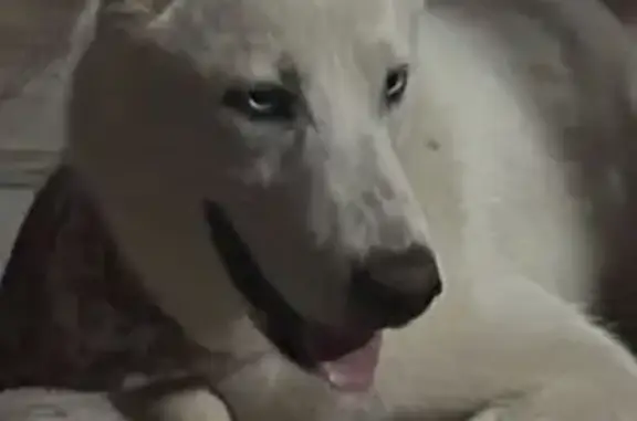 Perro Blanco Perdido en Paseo de La Paloma