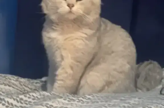 Missing cat Passaic, photo: Lost Cat: Blue Eyes & Raccoon Tail