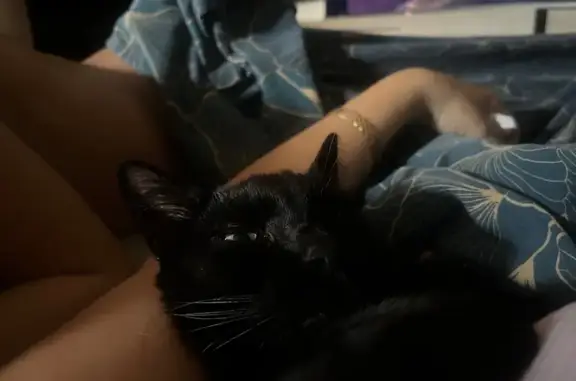¡Ayuda! Gata Luna perdida en Castellar