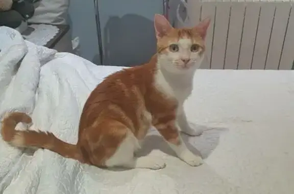 Gato Naranja Perdido en Calle Alesanco, Madrid