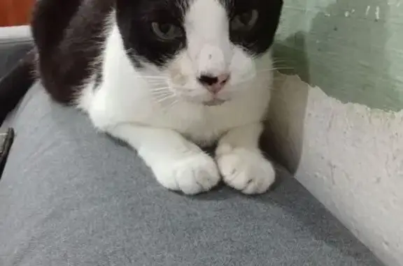Lost Black & White Cat in Toa Payoh