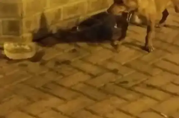 Perro encontrado , foto: ¡Adopta a esta dulce Podenca embarazada!
