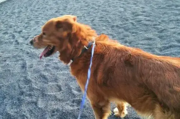 Perro Perdido: Collar Negro y Mancha Canela