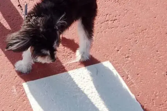 Perrita negra perdida en Cuartell: 
