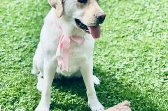 Perro Perdido en Sant Cugat: Willow Sin Collar