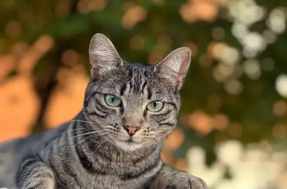 Chatte tigrée perdue à Chabeuil - photo