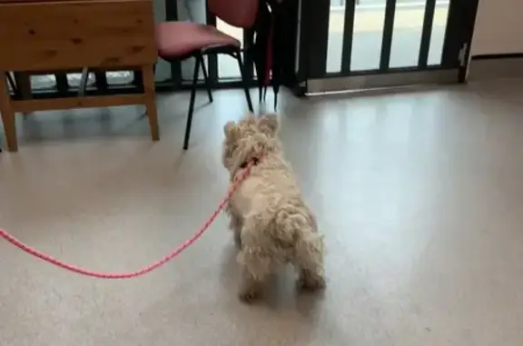 Found pets , photo: Found: Male Westie at Ardrie Park