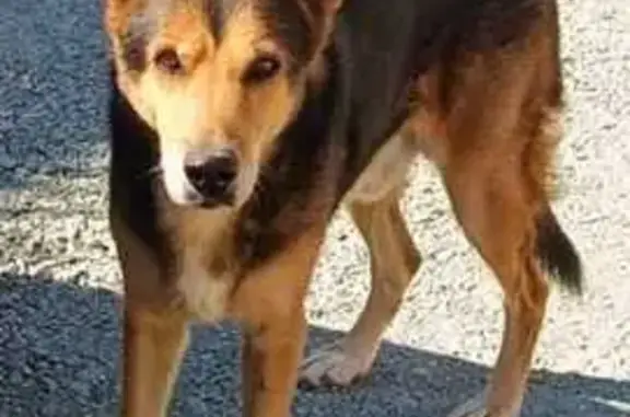 Perro Perdido: Pastor Negro y Fuego en Sevilla