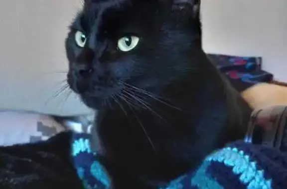 Gato Negro Perdido en Atarfe - Recompensa 100€