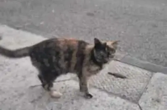 Chat sociable trouvé rue Rhin et Danube - photo