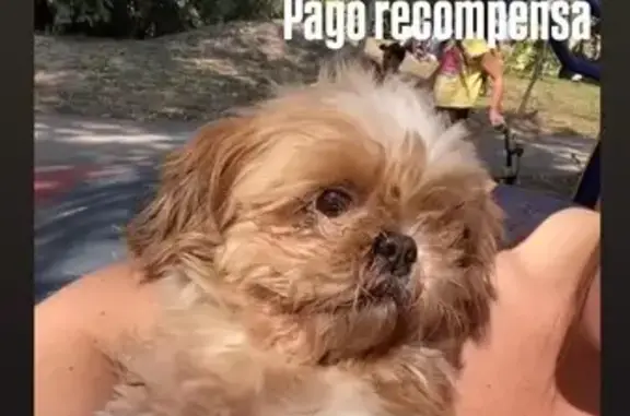 cachorro desaparecida